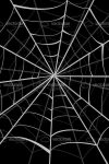 Spider Web Background in Black and White